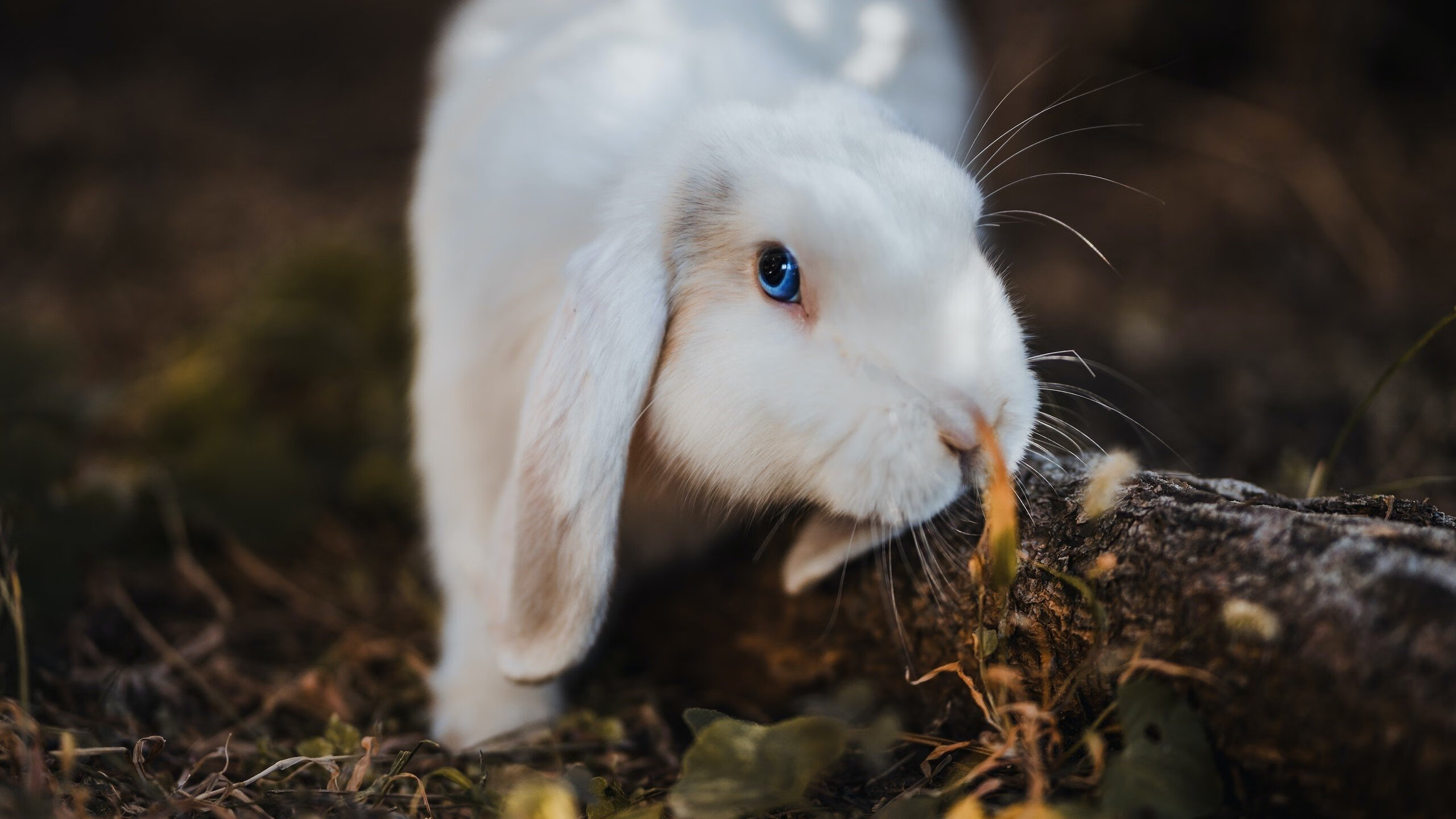 澳网的完胜，当一座奖杯碾压一座金杯