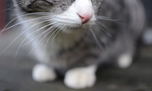 草根逆袭与新王加冕，红牛二队的精算胜利与诺里斯划时代的超越