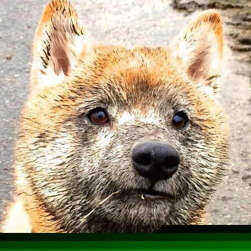 鹰唳震王旗，拉梅洛末节艺术的唯一性宣言