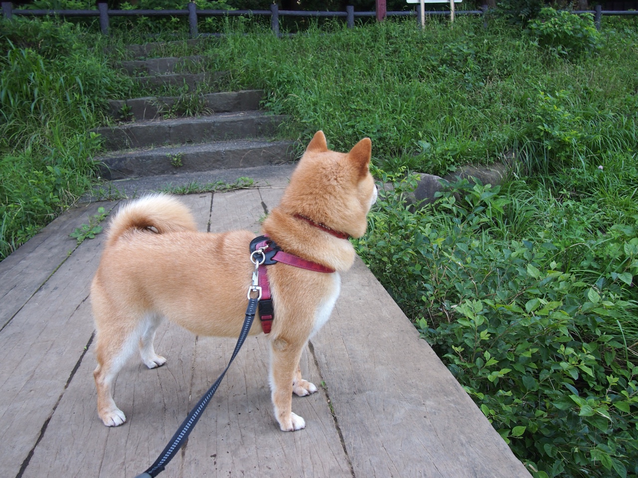 引擎轰鸣与绝杀呼啸，当卢卡库驶入F1关键弯道