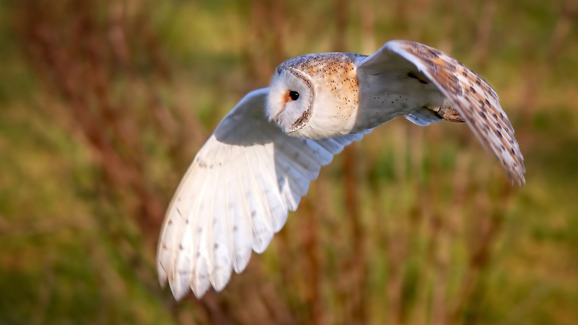 凯塞多导演闪电风暴，皇家社会一波流带走澳大利亚，欧战基因觉醒！