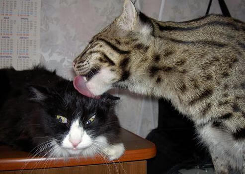 钢铁启示录，当巴斯克哲学在温布利解剖三狮军团