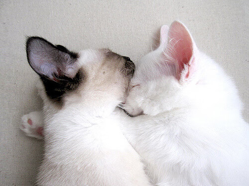 切特之夜，一位新星的三分钟，如何让骑士与凯尔特人的航向一夜转舵