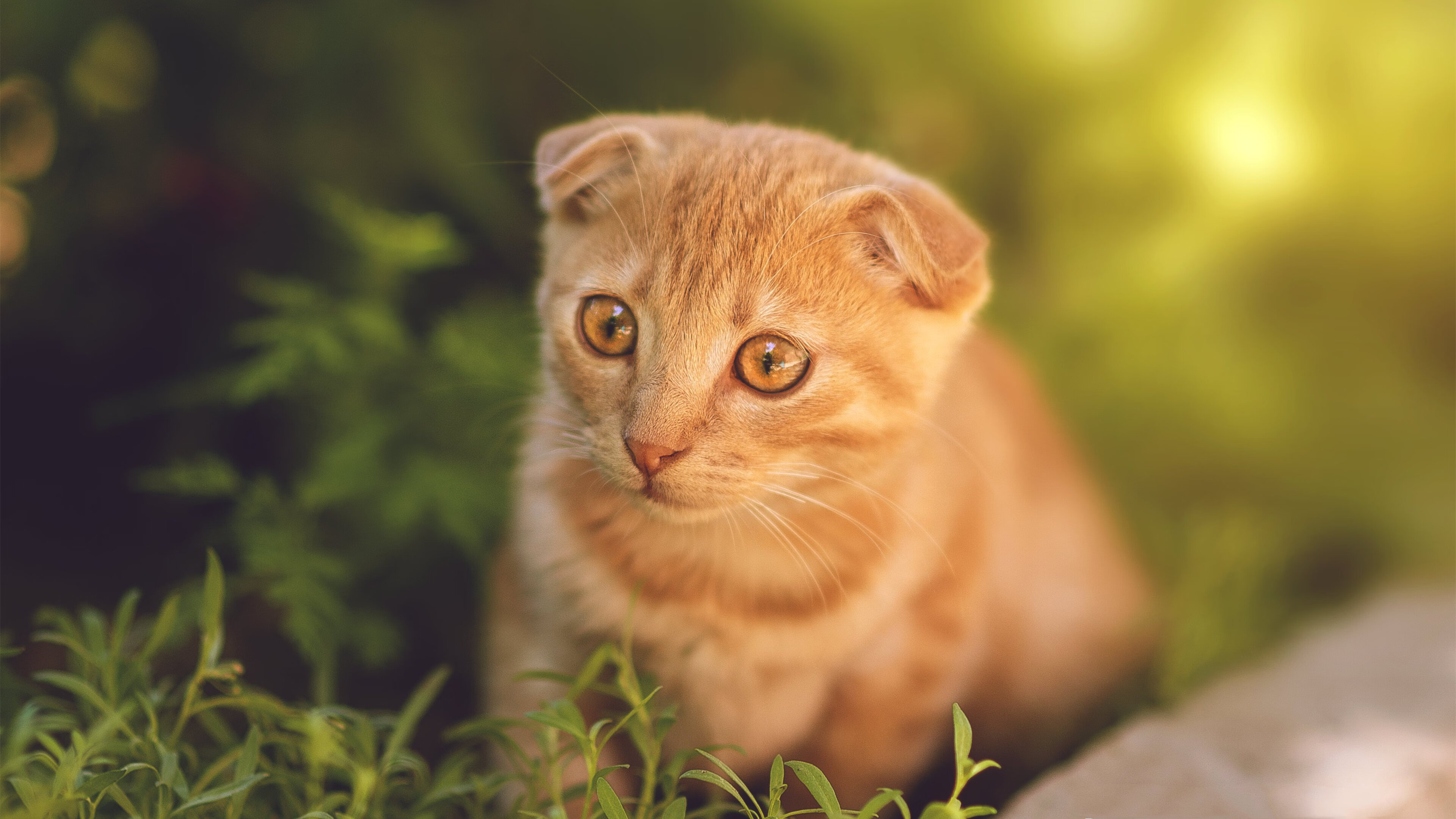 冰与火之歌，特奥的稳定之锚与雷恩的绝杀之光