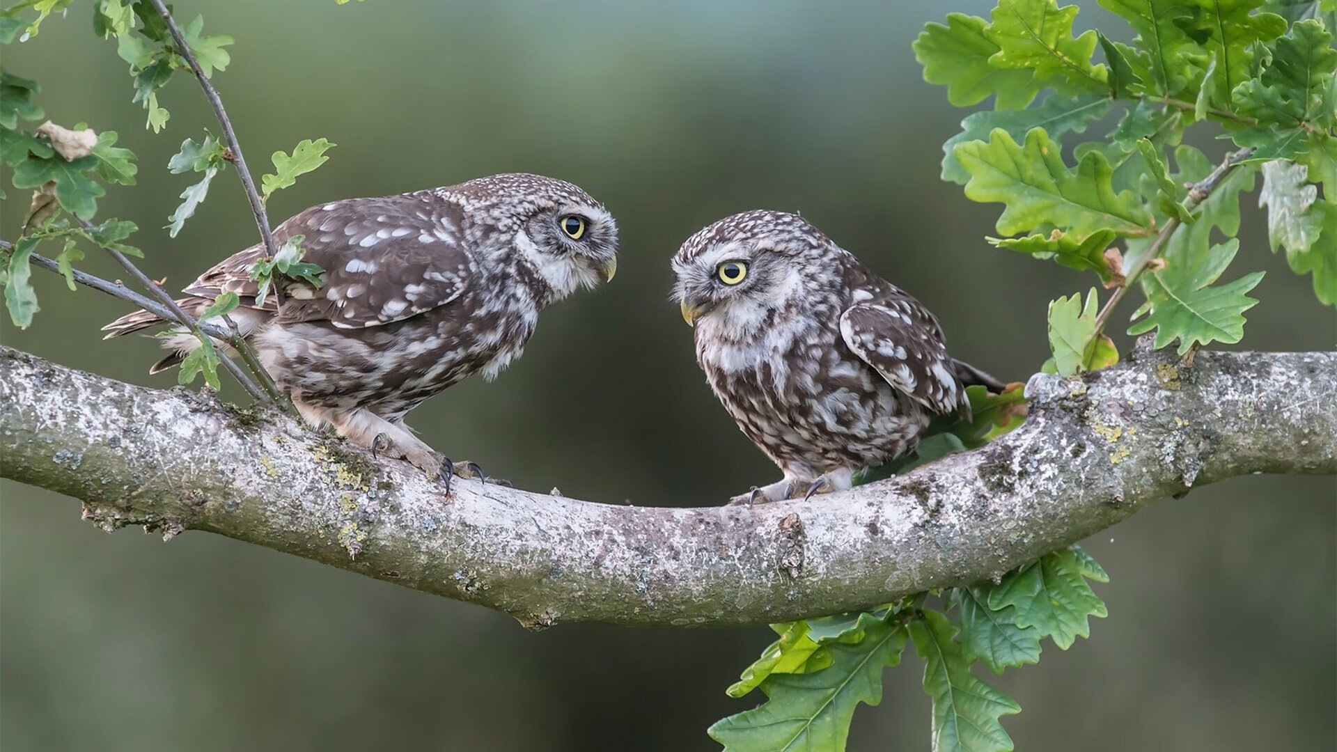 东方试炼，马刺对阵浙江队，马克西首秀即成全场焦点