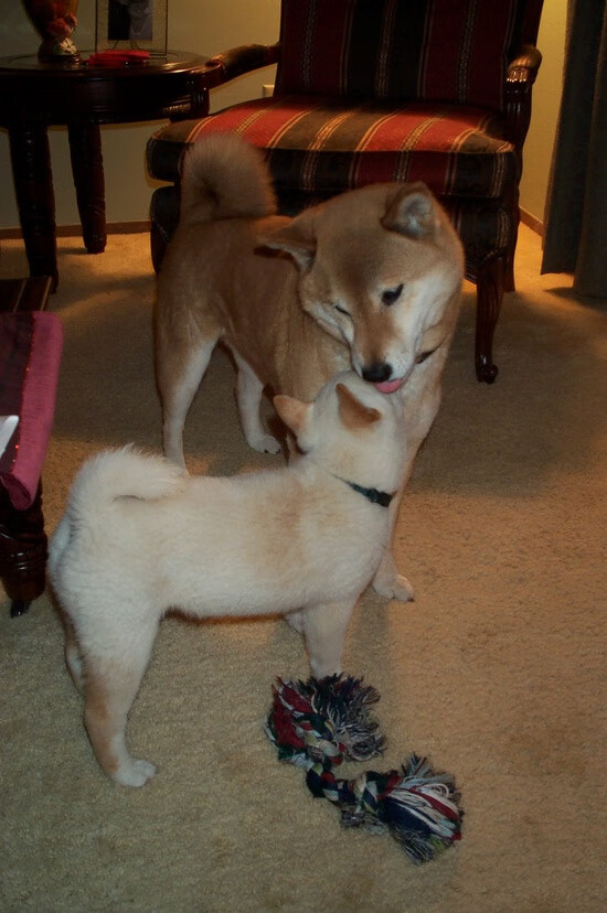 19分大胜爆冷速胜马刺，戈贝尔成关键先生