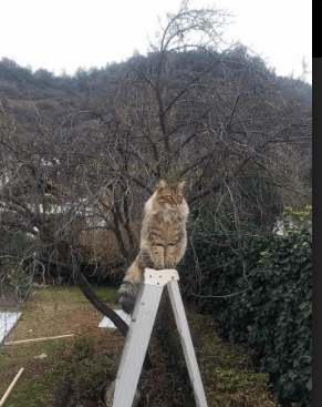 爱游戏tv-欧冠烽火三重奏，劳塔罗点燃蓝黑锋焰，皇家社会黑马奔腾，拜仁王座下的暗流