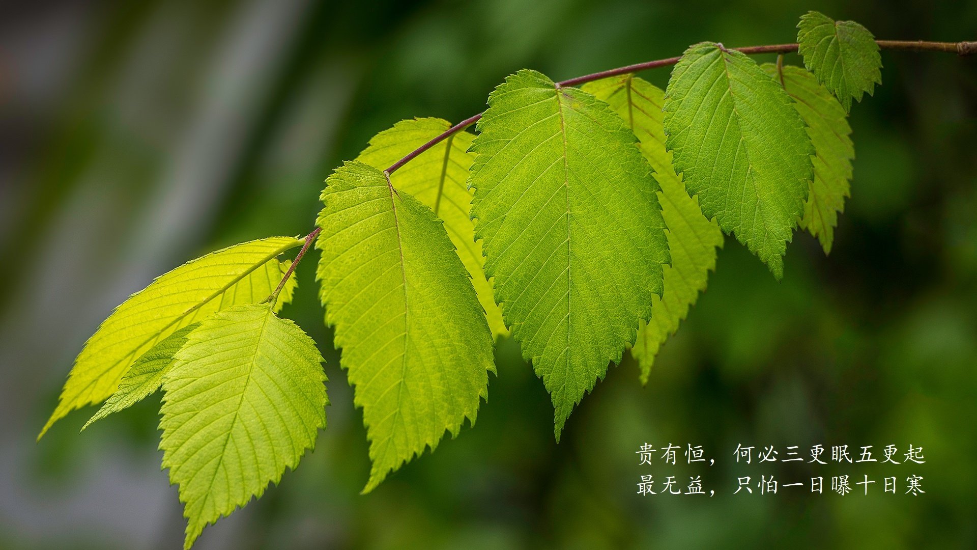 橙衣风暴,2026世界杯D组死亡之组,荷兰横扫厄瓜多尔,加维一夜封神